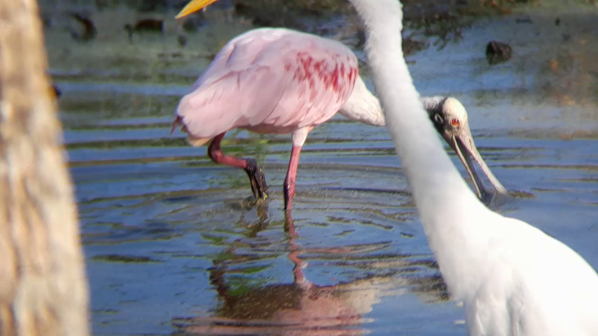 Roseate Spoonbill - ML628296781