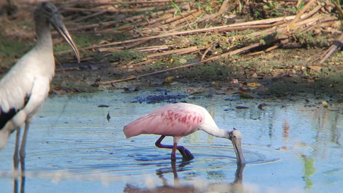 Roseate Spoonbill - ML628296783