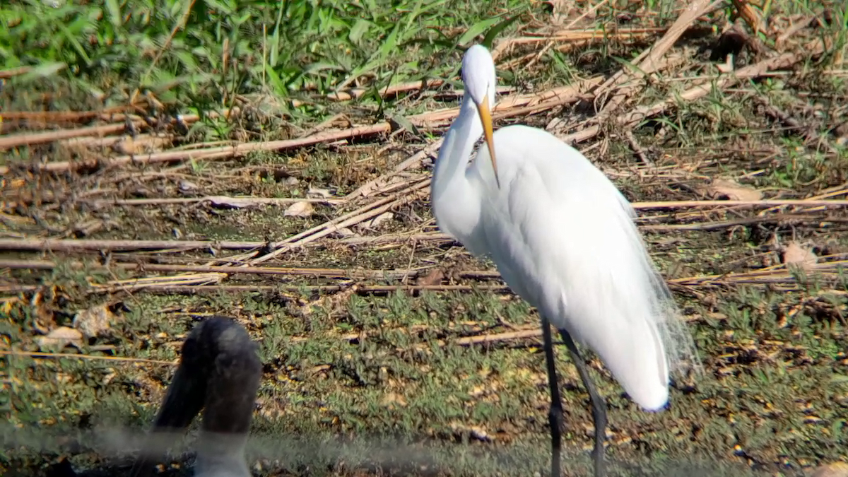 Great Egret - ML628296794