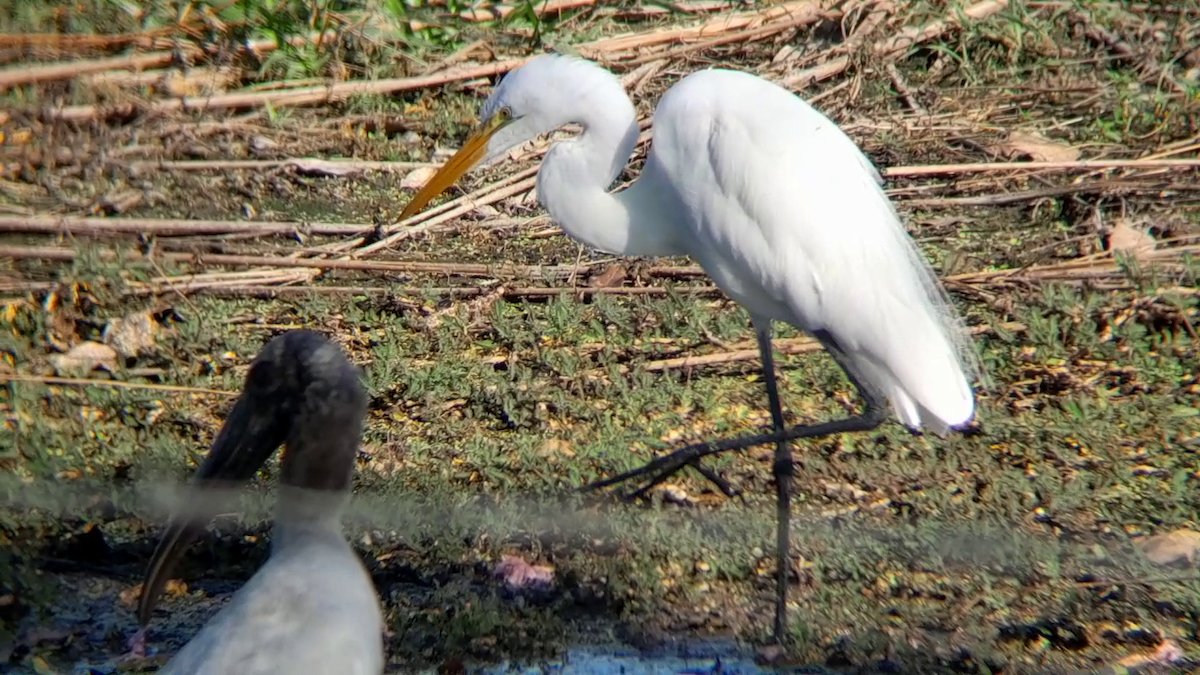 Great Egret - ML628296795