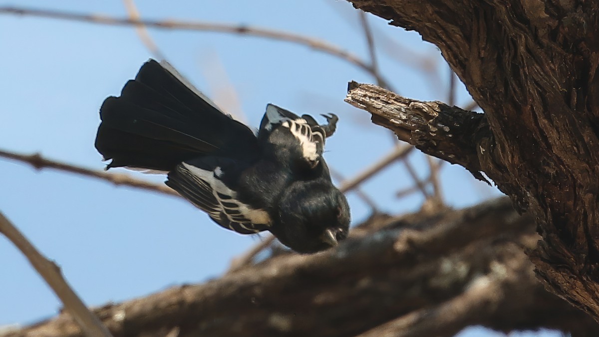 Southern Black-Tit - ML628296901