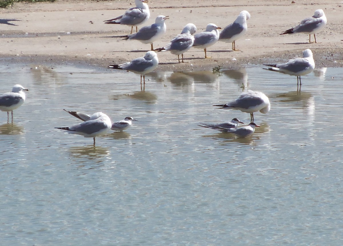 Common Tern - ML62829691