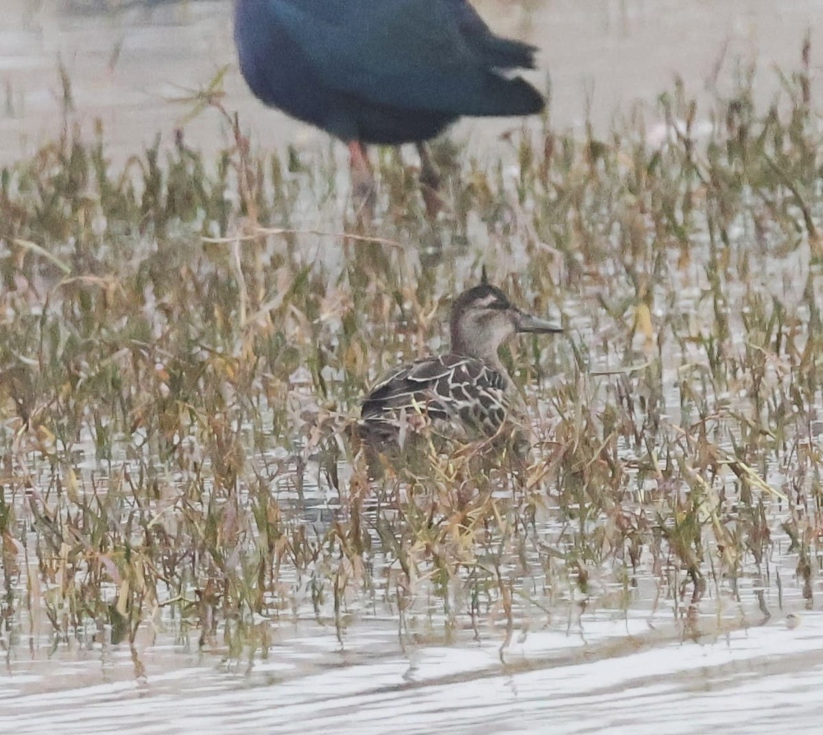 Garganey - Preetika G