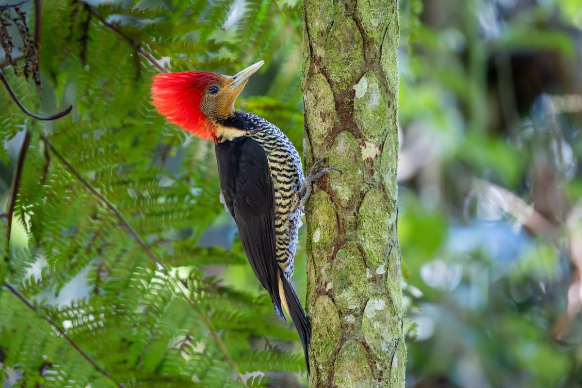 Helmeted Woodpecker - ML628297258