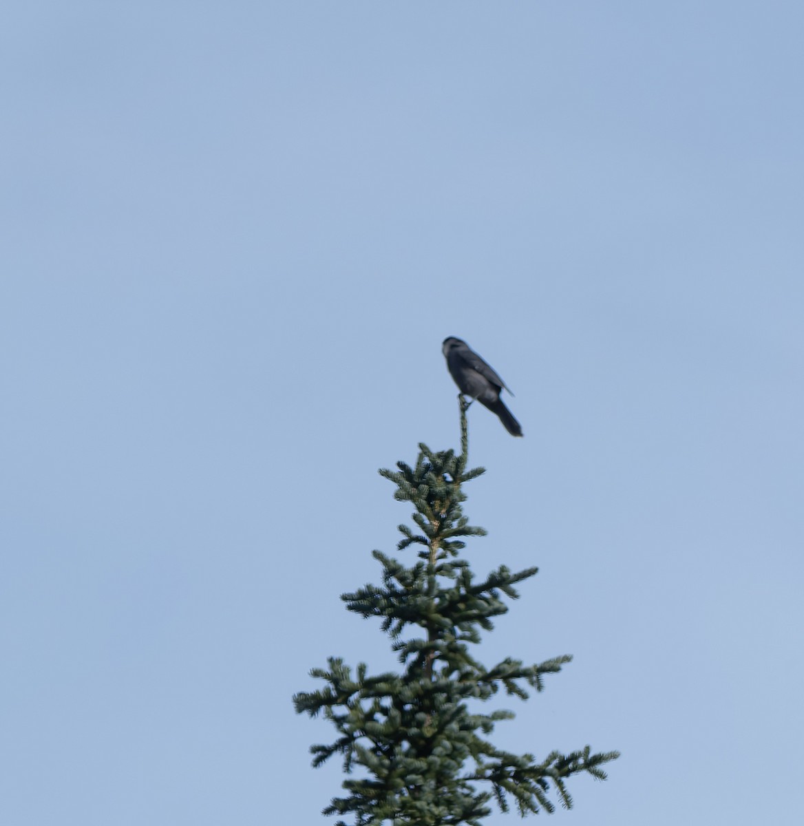 Canada Jay - ML628297287