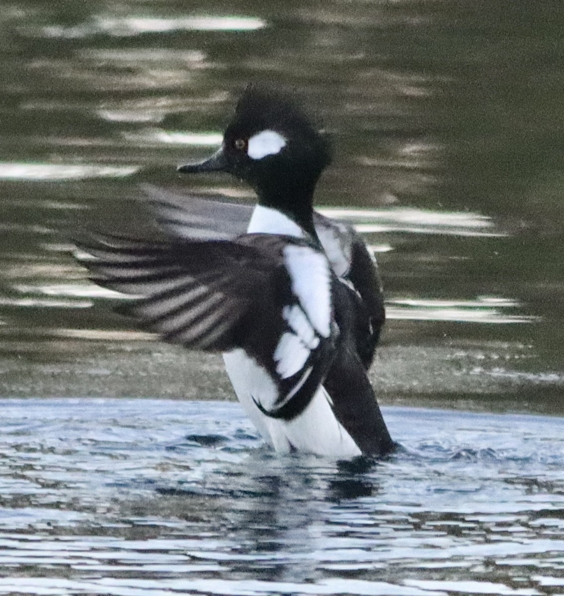 Bufflehead x Hooded Merganser (hybrid) - Dani Galvez