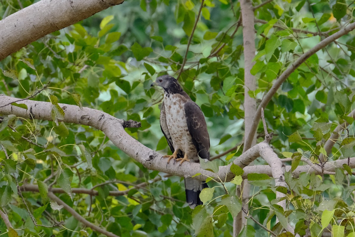 Oriental Honey-buzzard - ML628297367