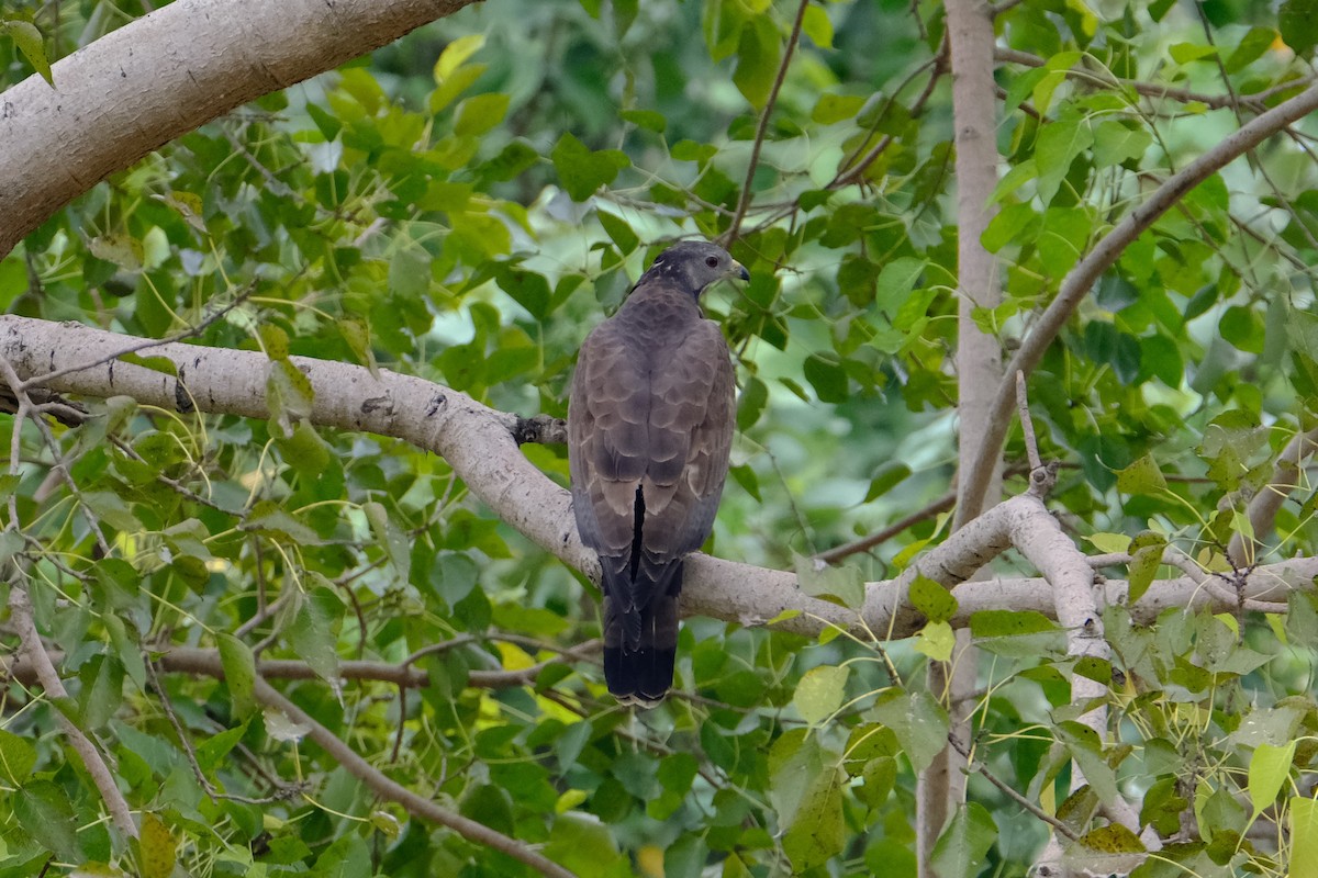 Oriental Honey-buzzard - ML628297370