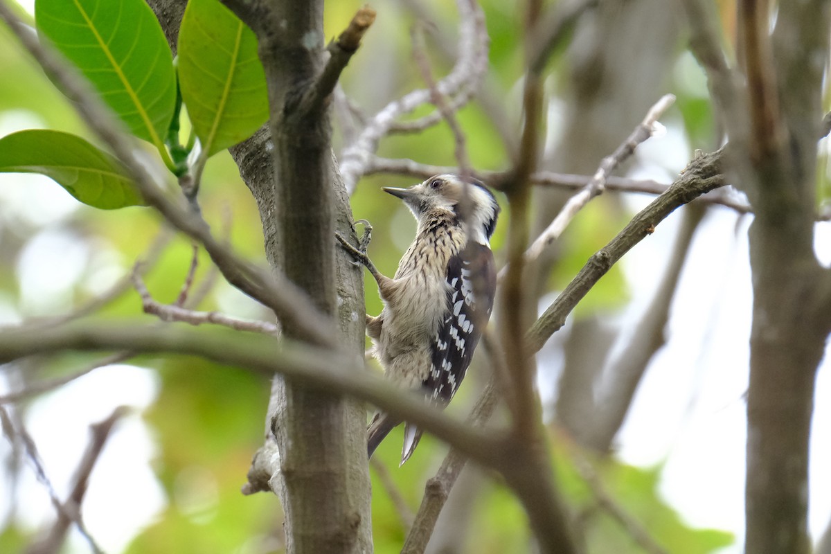 Gray-capped Pygmy Woodpecker - ML628297378