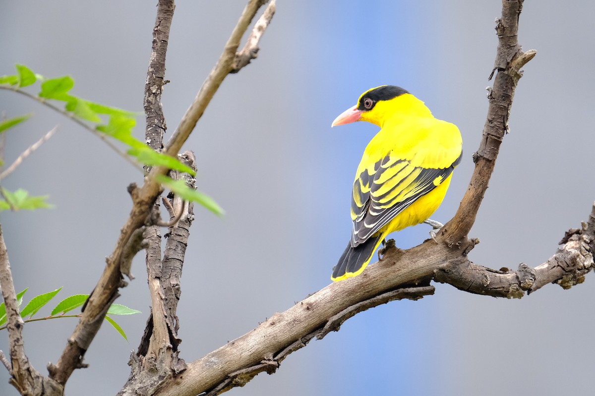 Black-naped Oriole - ML628297379