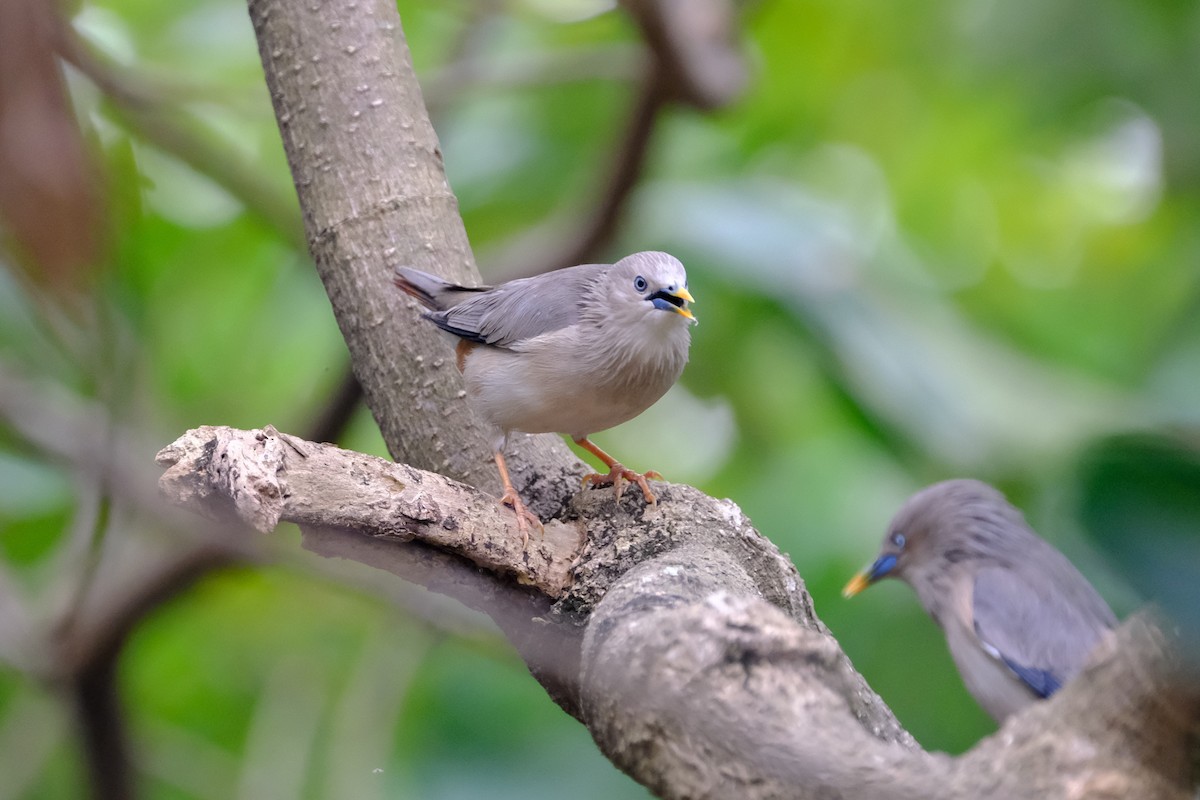 Chestnut-tailed Starling - ML628297383