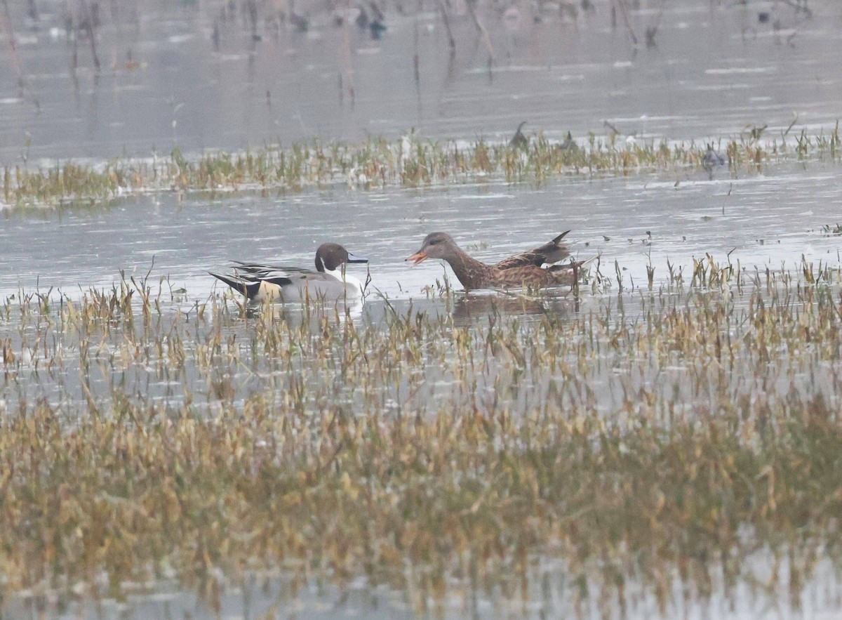 Northern Pintail - ML628297415