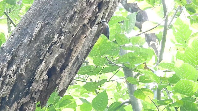 チャバラゴジュウカラ - ML628297461