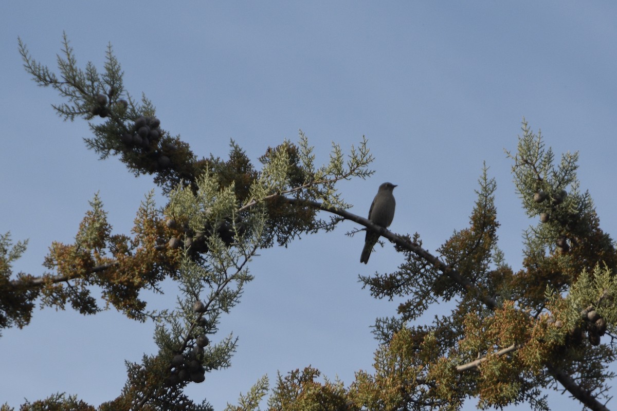 Townsend's Solitaire - ML628297544