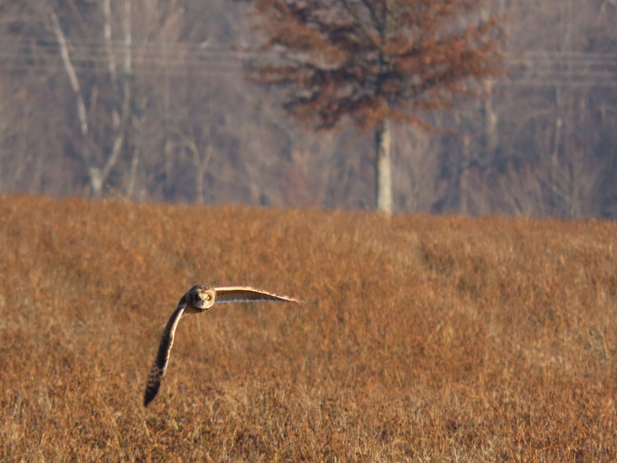 Short-eared Owl - ML628297644