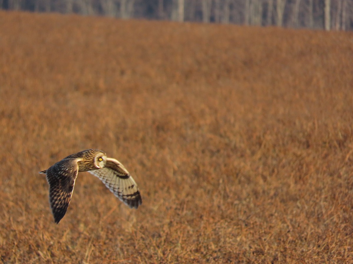 Short-eared Owl - ML628297645