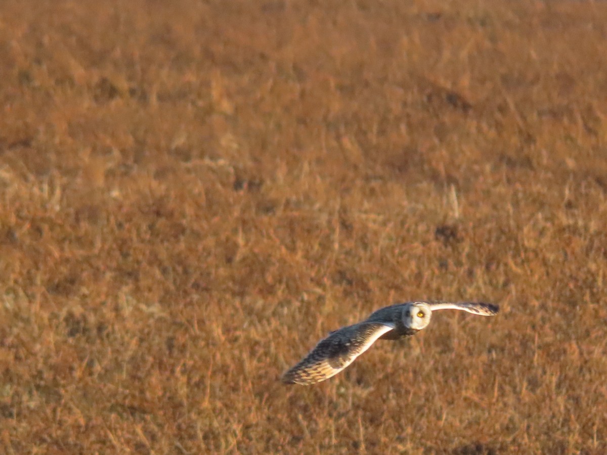 Short-eared Owl - ML628297646