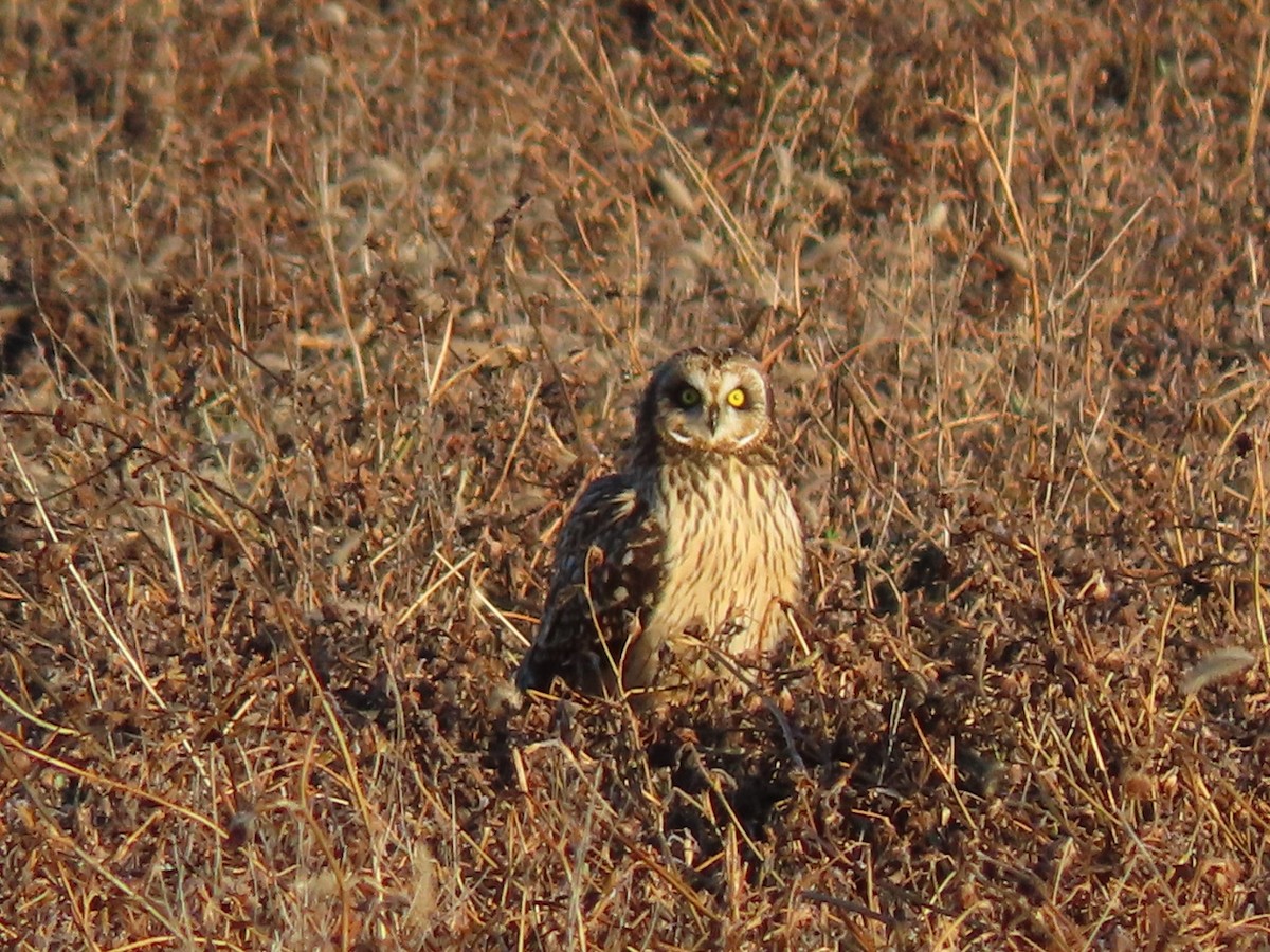 Short-eared Owl - ML628297647