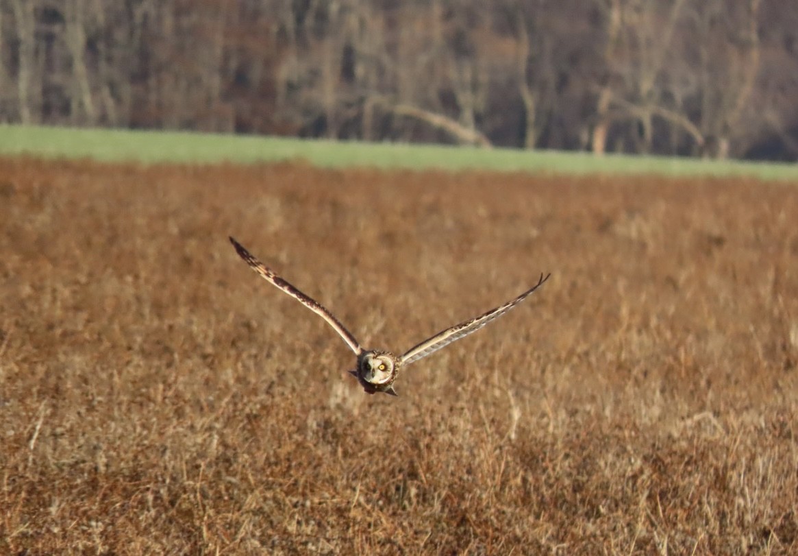 Short-eared Owl - ML628297648