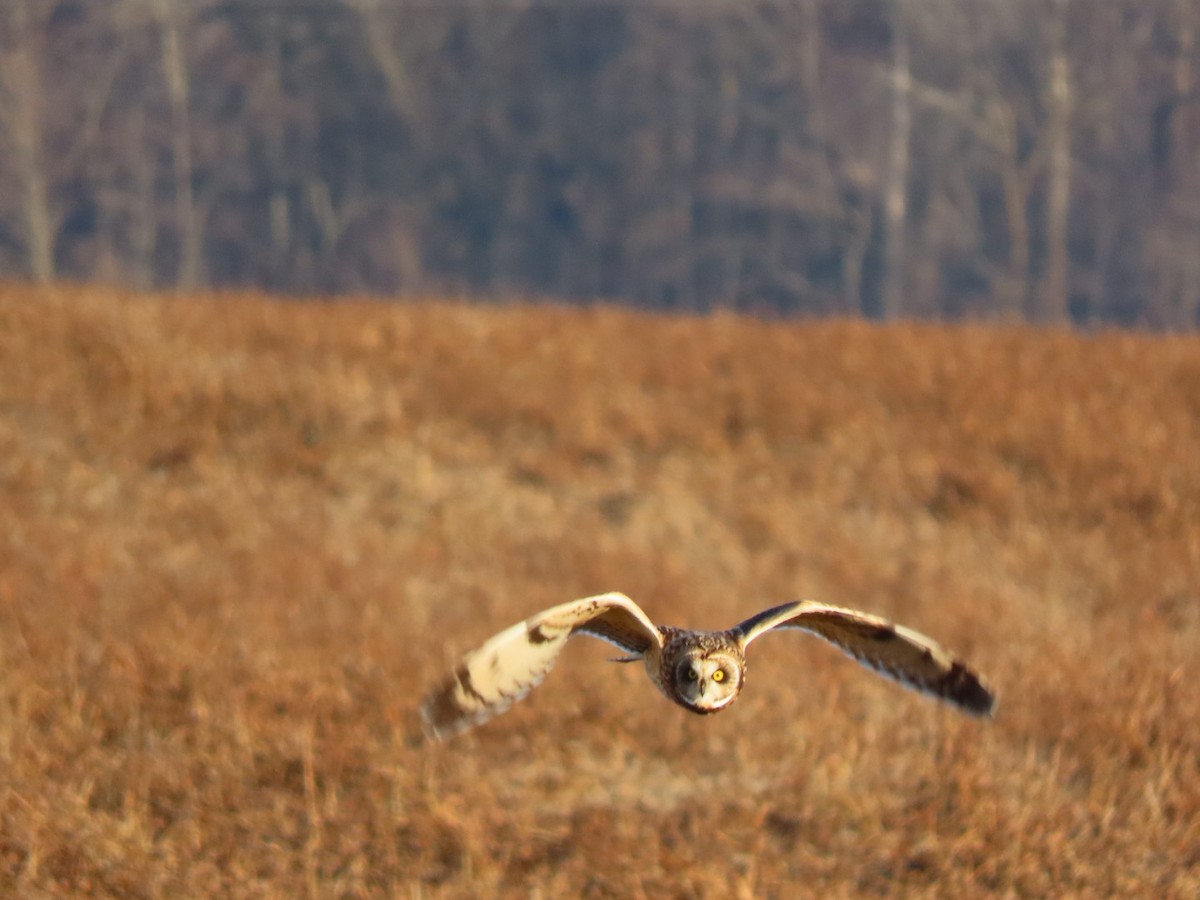 Short-eared Owl - ML628297649