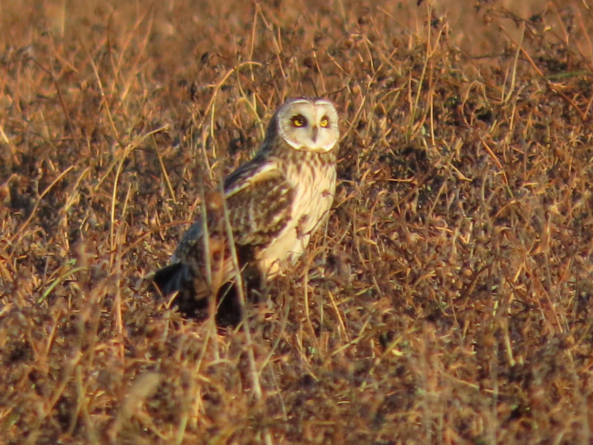 Short-eared Owl - ML628297651