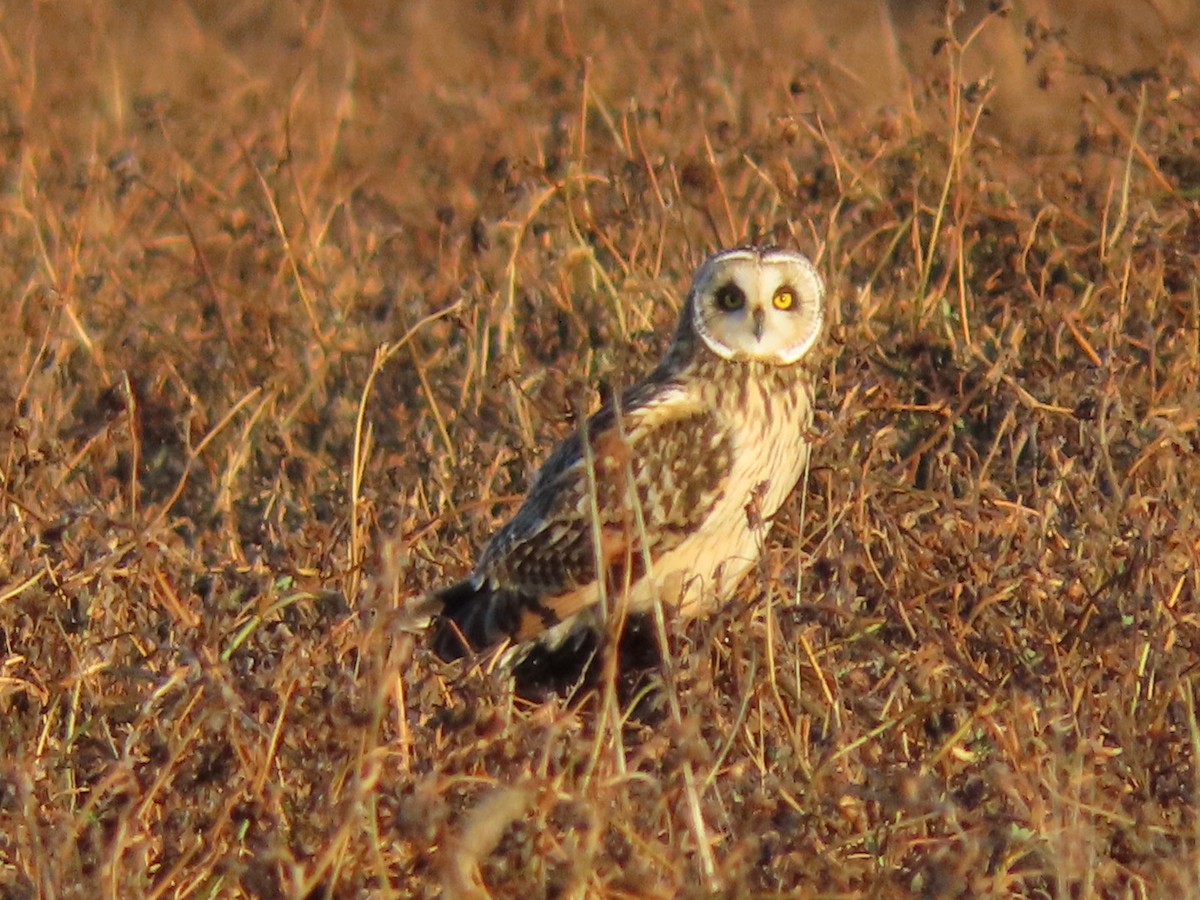 Short-eared Owl - ML628297652