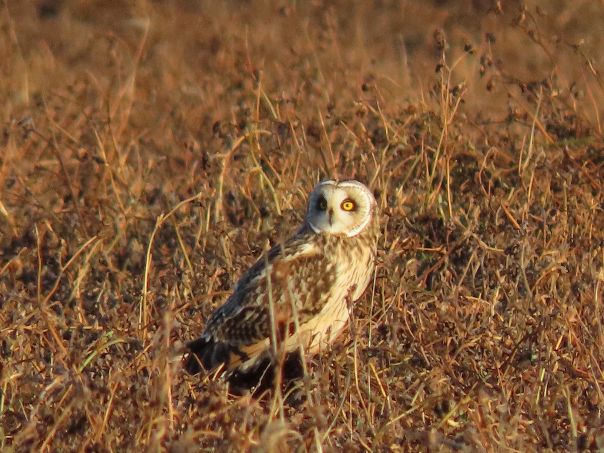 Short-eared Owl - ML628297653