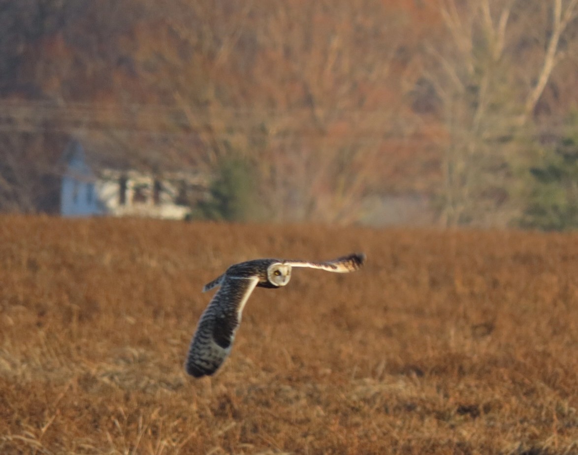 Short-eared Owl - ML628297654