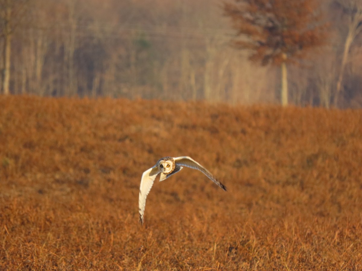 Short-eared Owl - ML628297655