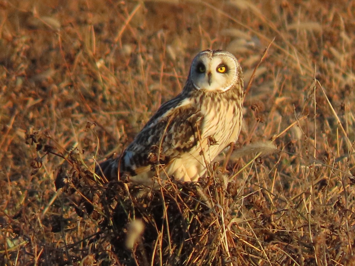 Short-eared Owl - ML628297656