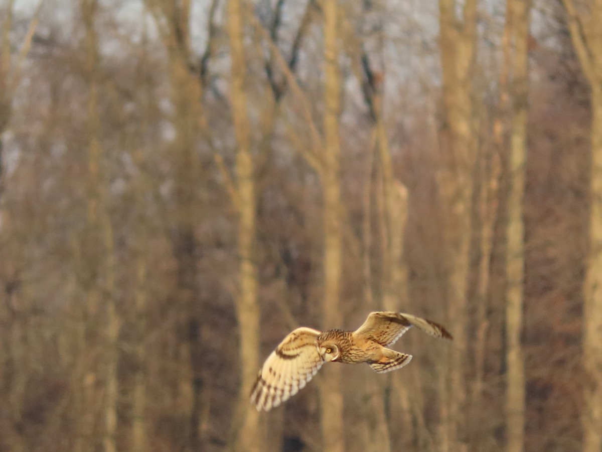 Short-eared Owl - ML628297657