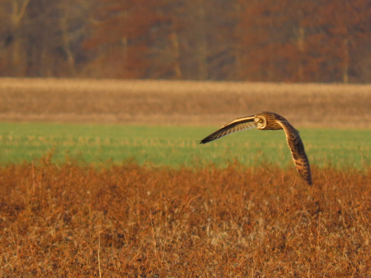 Short-eared Owl - ML628297658