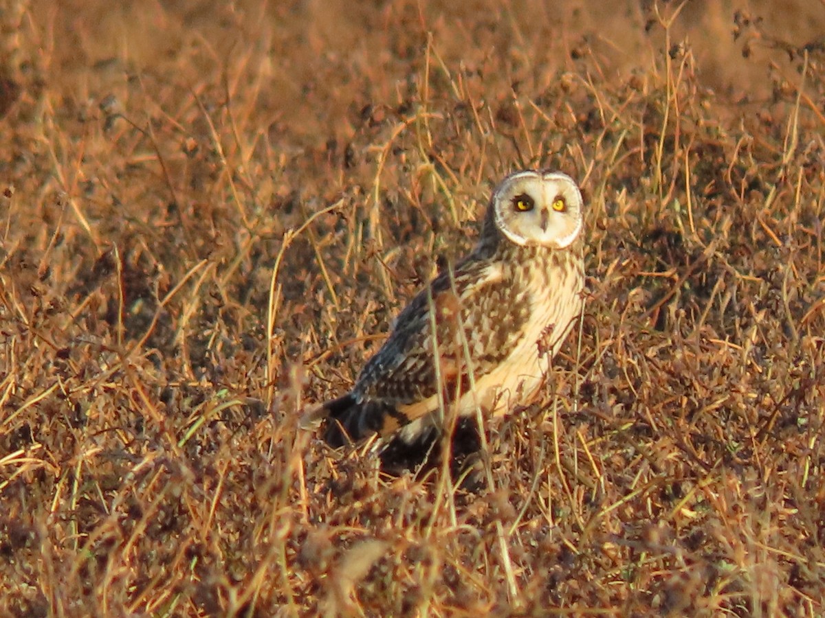 Short-eared Owl - ML628297659