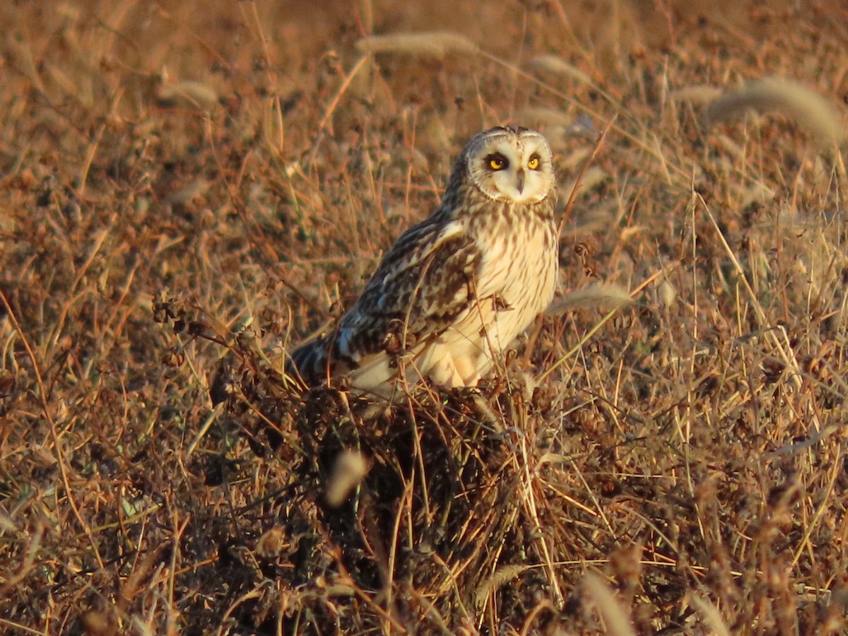 Short-eared Owl - ML628297660