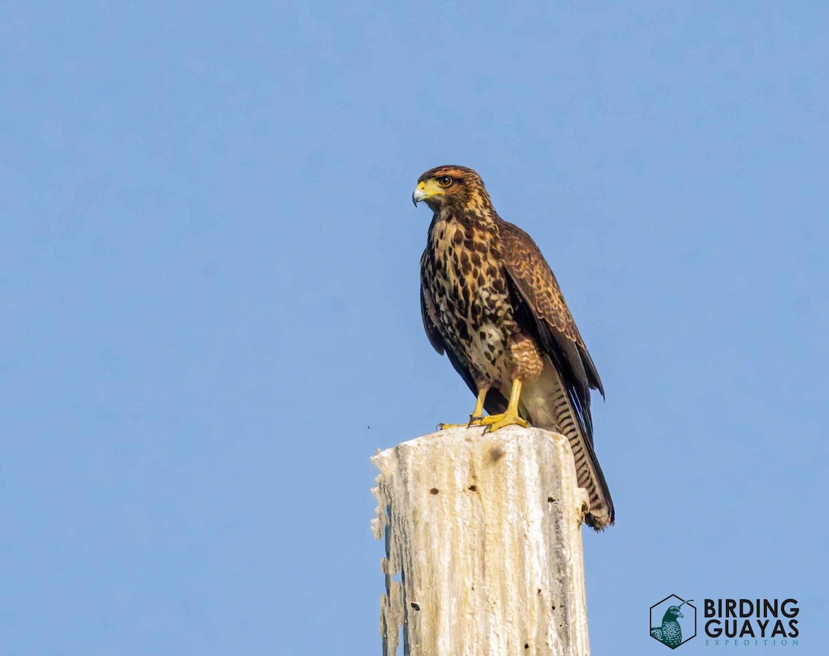 káně Harrisova - ML628297680