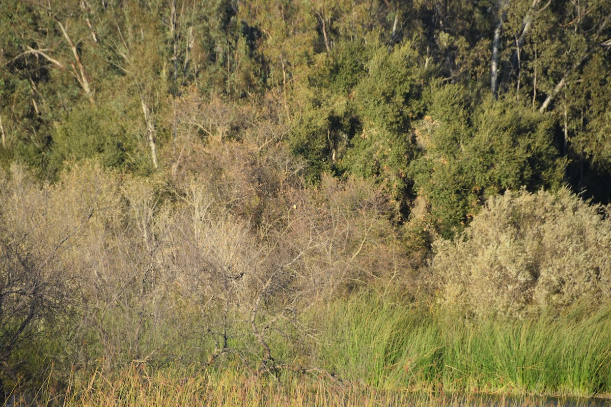 Tropical Kingbird - ML628297682