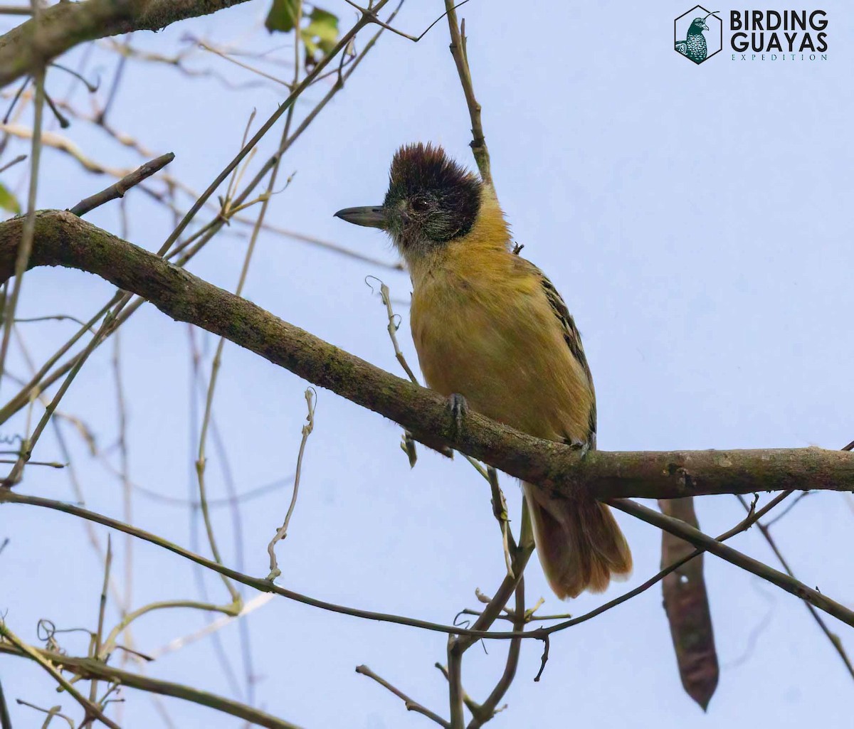 Collared Antshrike - ML628297713