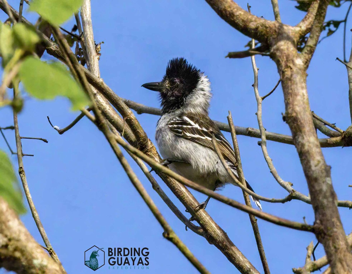 Collared Antshrike - ML628297714