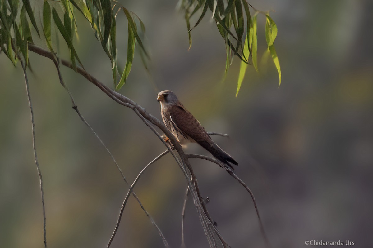 Lesser Kestrel - ML628297728