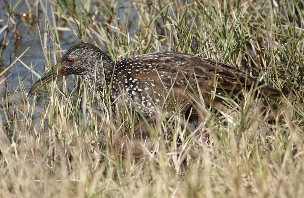 Spotted Rail - ML628297742