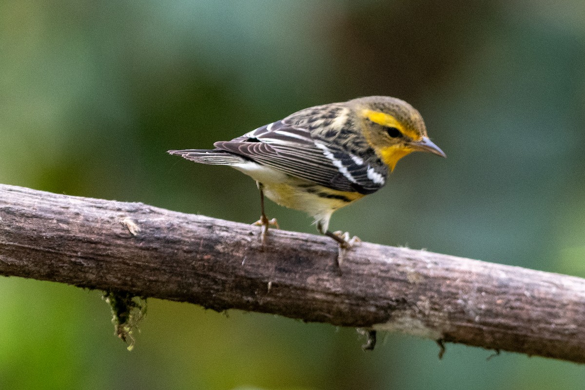 Blackburnian Warbler - ML628297747