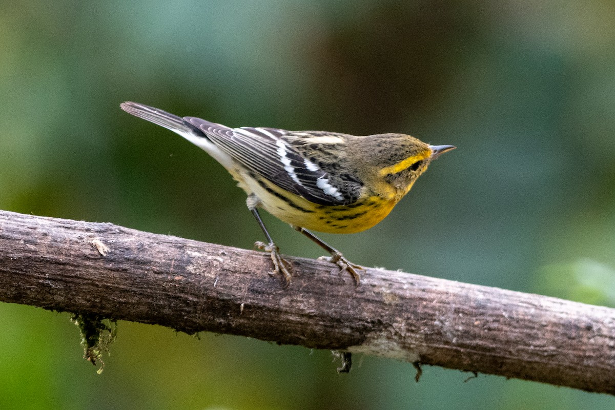 Blackburnian Warbler - ML628297748