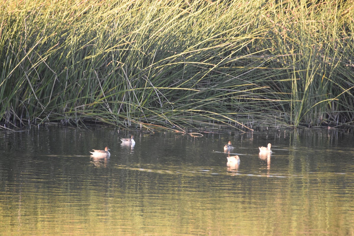 尖尾鴨 - ML628297758