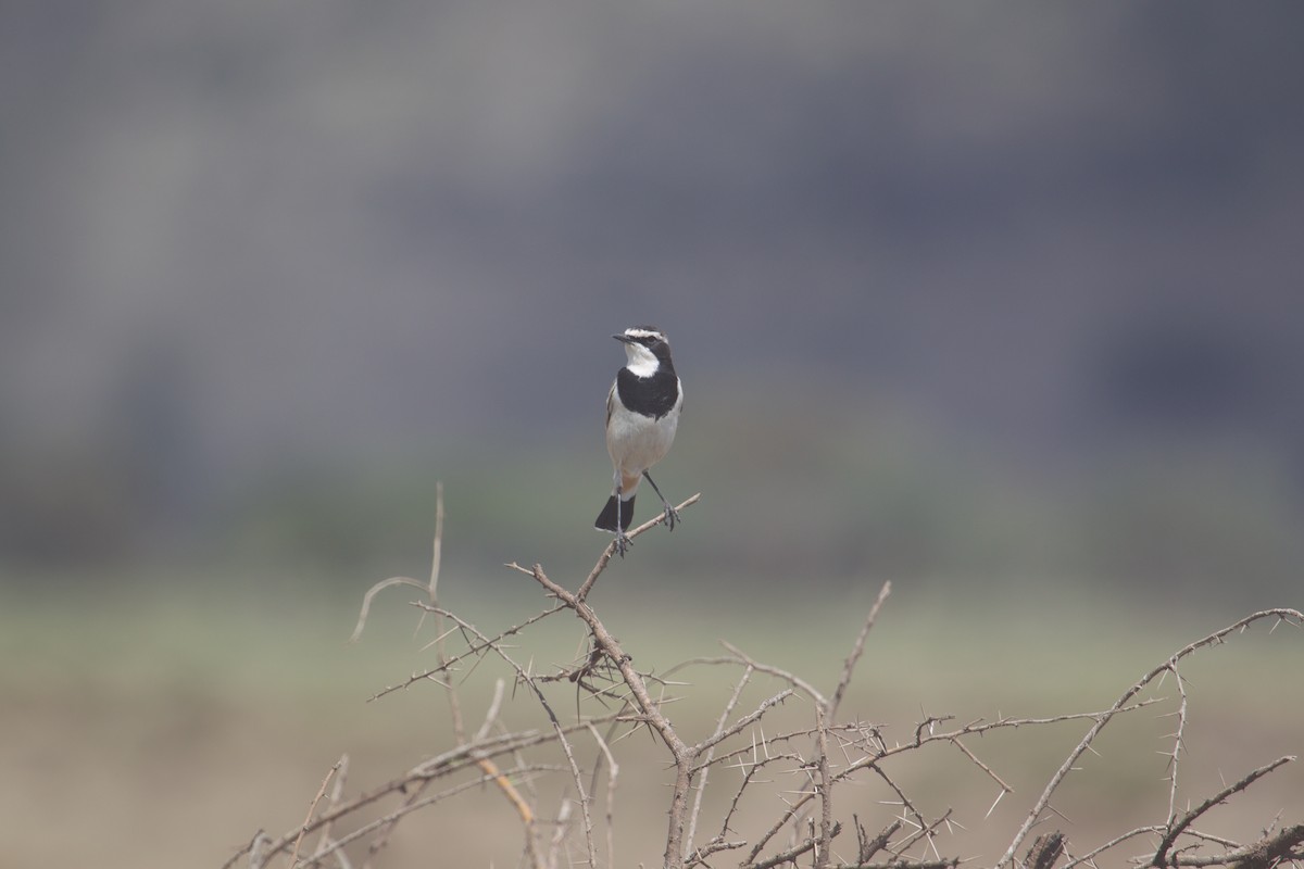 Capped Wheatear - ML628297804