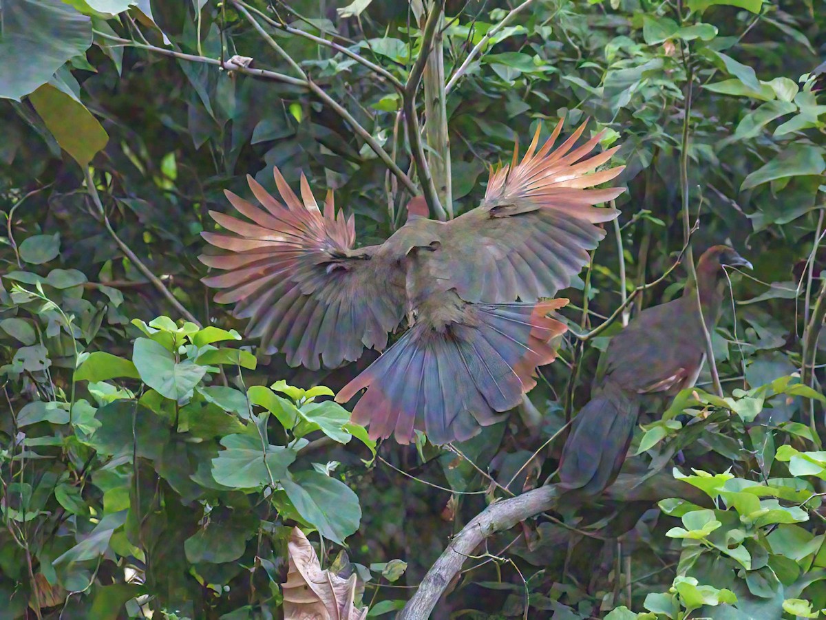 čačalaka rezavohlavá - ML628297883