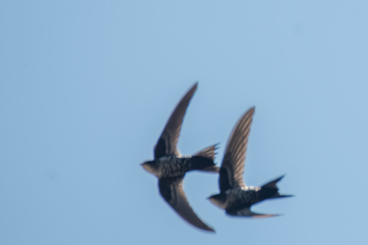 Dark-rumped Swift - ML628297955