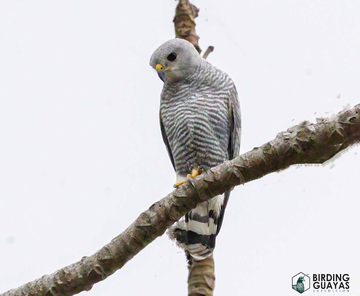 káně šedá - ML628297973