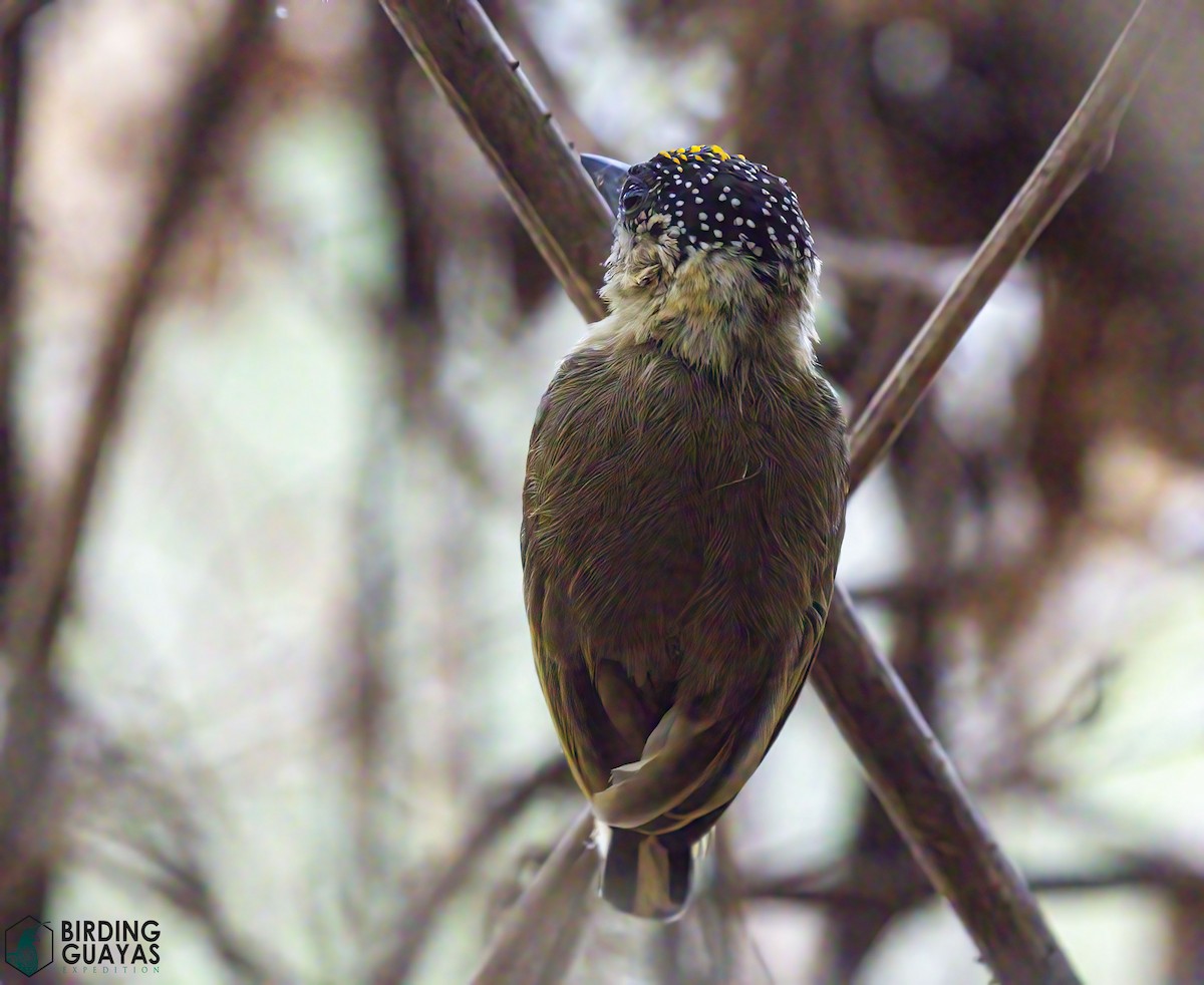 datlíček olivový - ML628297989