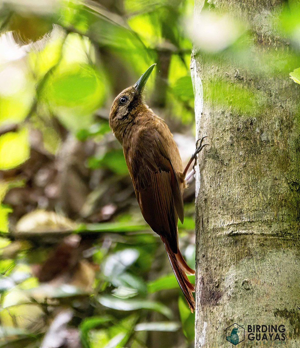 Plain-brown Woodcreeper - ML628298021