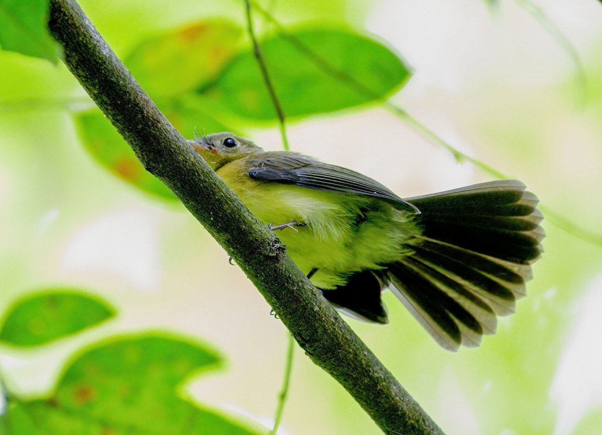 tyranovec černoocasý - ML628298086